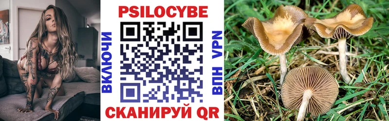 Псилоцибиновые грибы Cubensis  Купить закладки  Гаджиево 